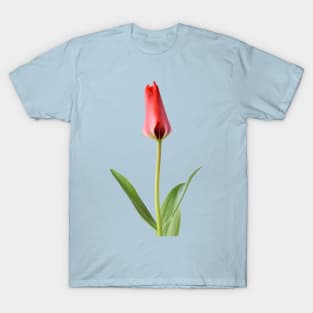 Tulipa  &#39;Marquis de la Coquette&#39;    Greigii Group Tulip T-Shirt